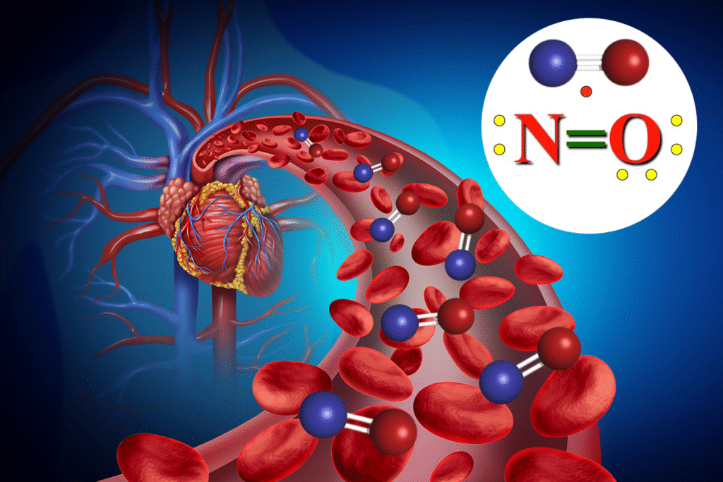 Nitric Oxide and Blood Flow diagram